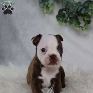 Bambi, Boston Terrier Puppy